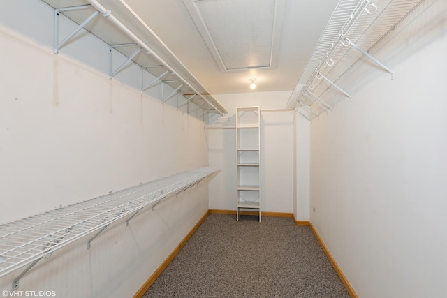 walk in closet featuring carpet