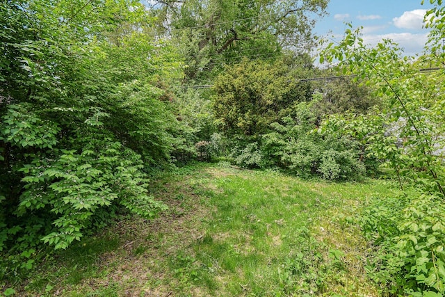 view of woods