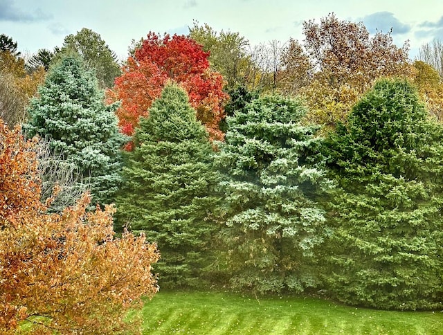 view of landscape featuring a wooded view