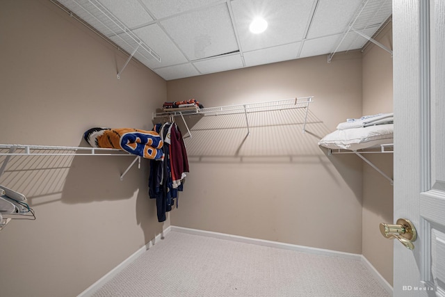 walk in closet featuring carpet floors and a drop ceiling