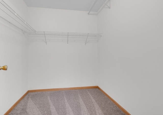 spacious closet with carpet