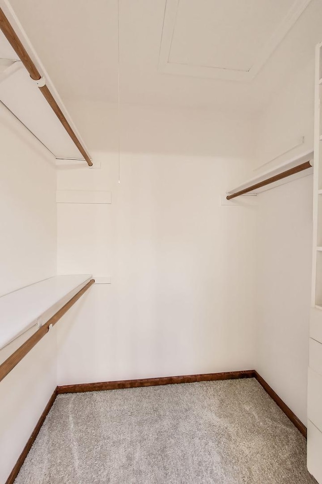 walk in closet featuring carpet flooring