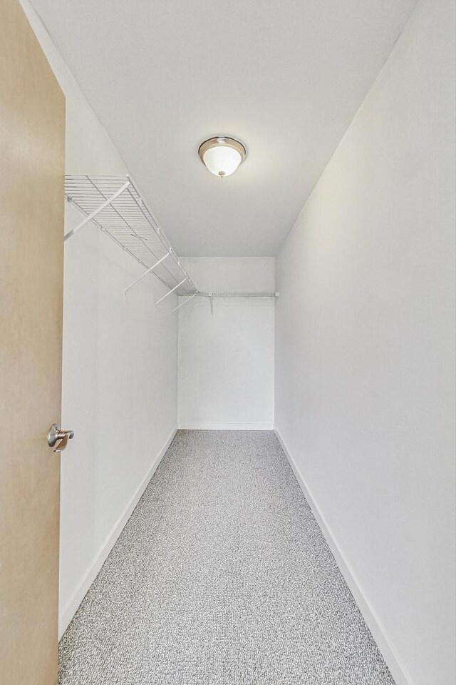 spacious closet featuring carpet floors