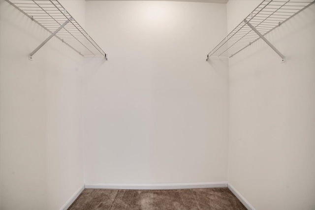 walk in closet with carpet floors