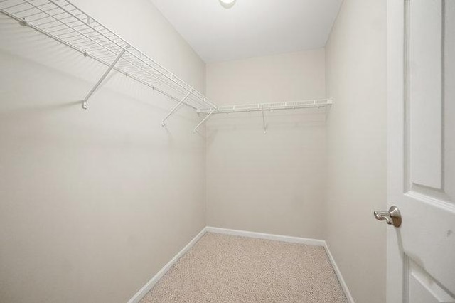 walk in closet featuring carpet flooring