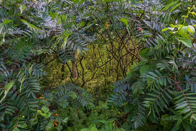 view of local wilderness