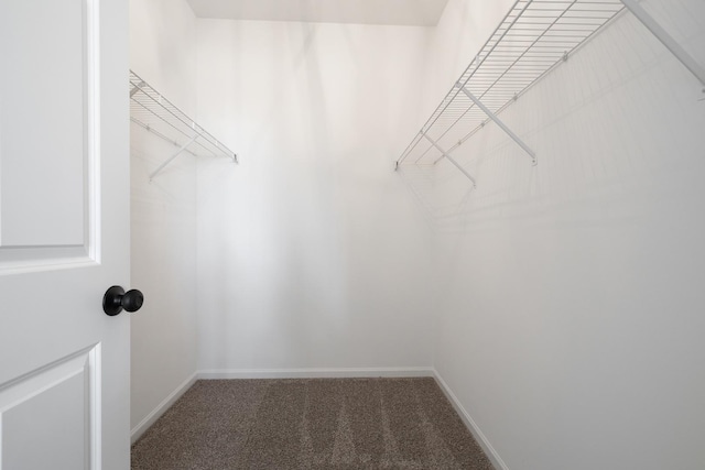 walk in closet featuring carpet flooring