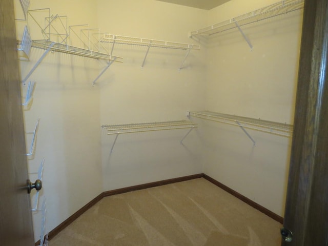 spacious closet featuring carpet floors