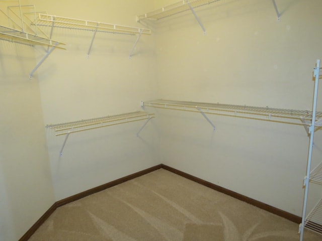 walk in closet with carpet