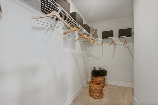 walk in closet with carpet floors