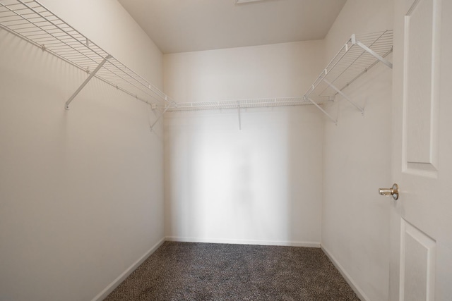 walk in closet featuring carpet flooring