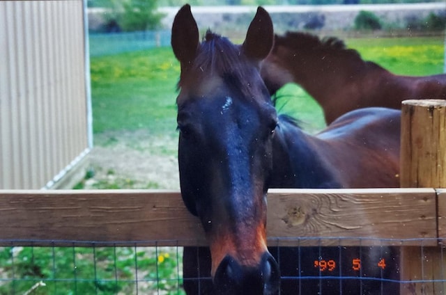 view of stable