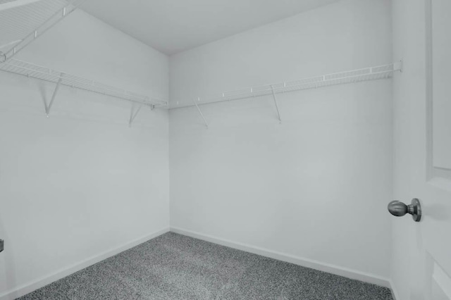 walk in closet featuring carpet flooring