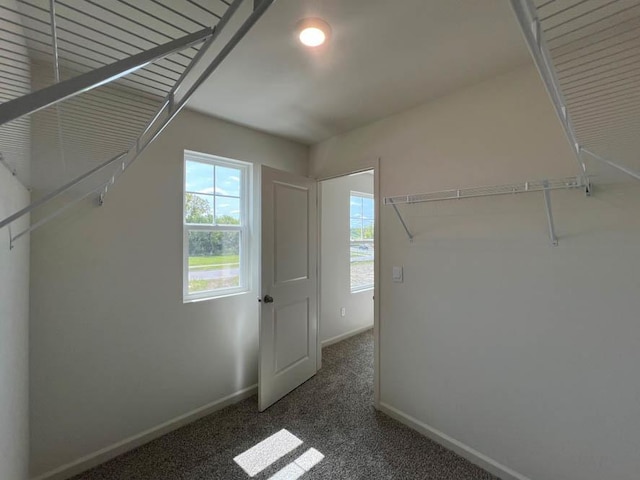 spacious closet with carpet