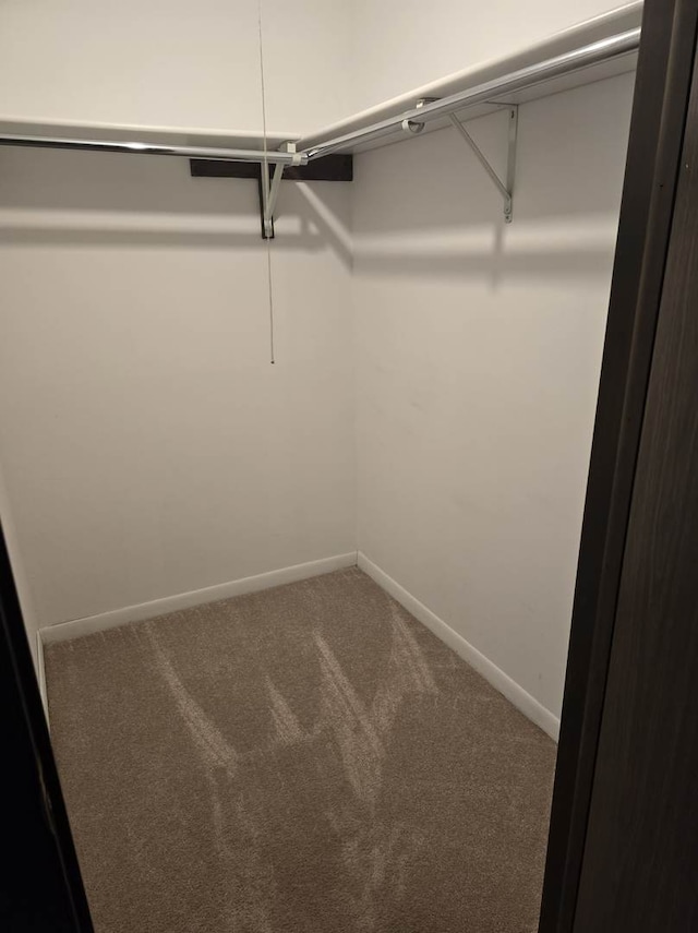 walk in closet with carpet flooring