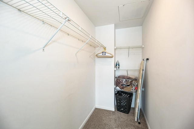 walk in closet with carpet floors