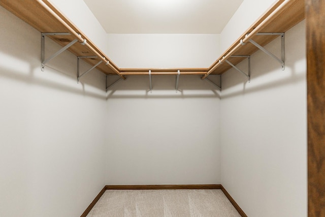 walk in closet featuring carpet flooring