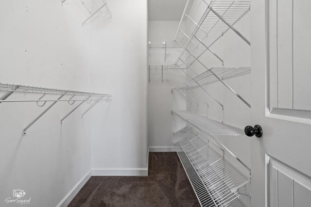 walk in closet featuring carpet floors