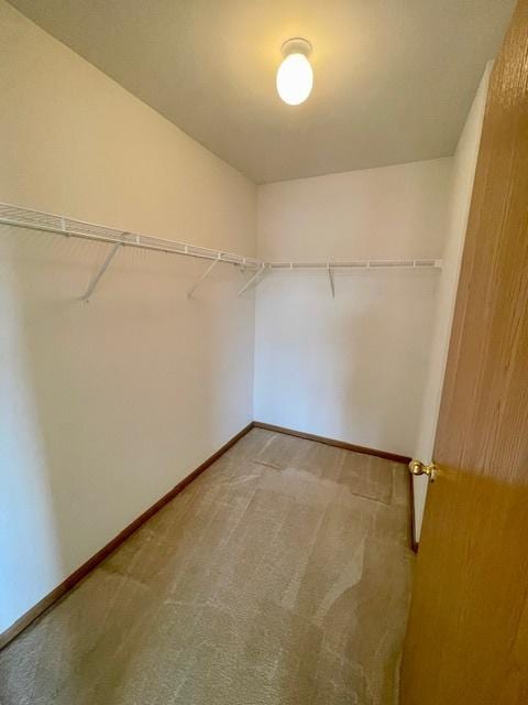 spacious closet featuring carpet