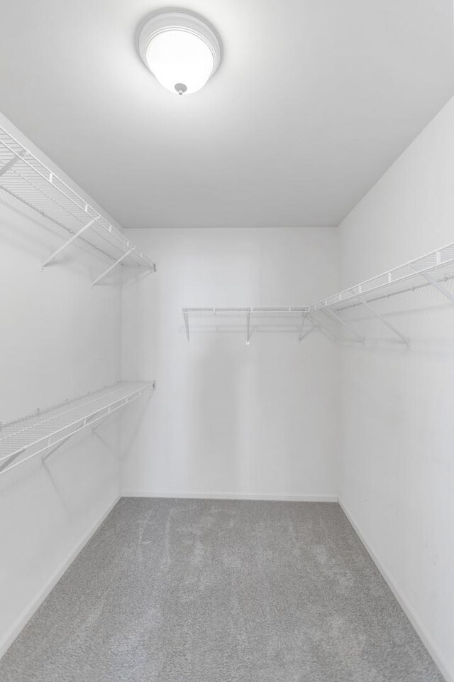 spacious closet featuring carpet floors