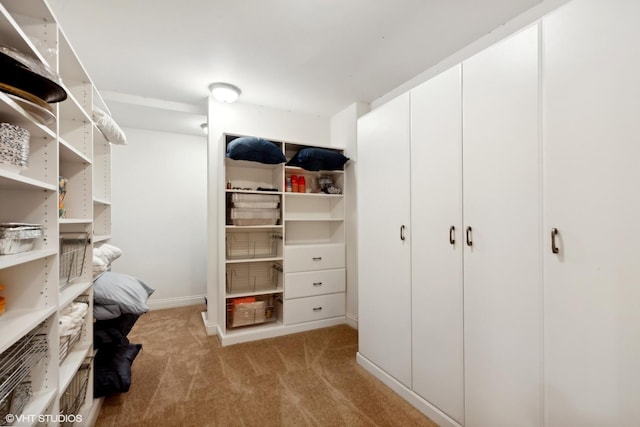 spacious closet featuring carpet flooring