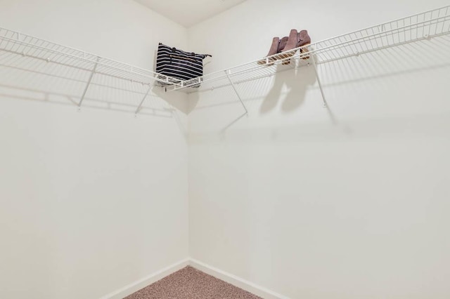 walk in closet featuring carpet flooring