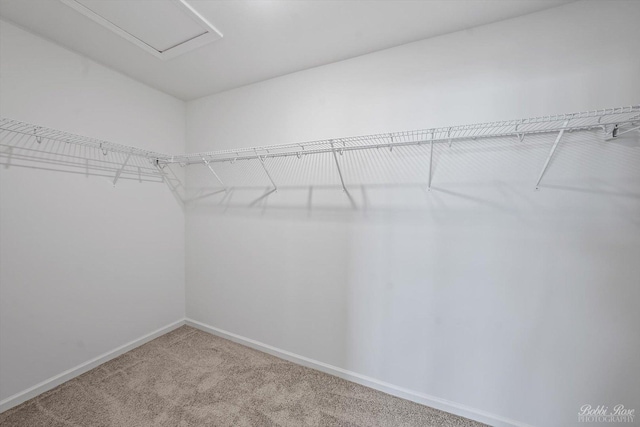 spacious closet featuring attic access and carpet flooring