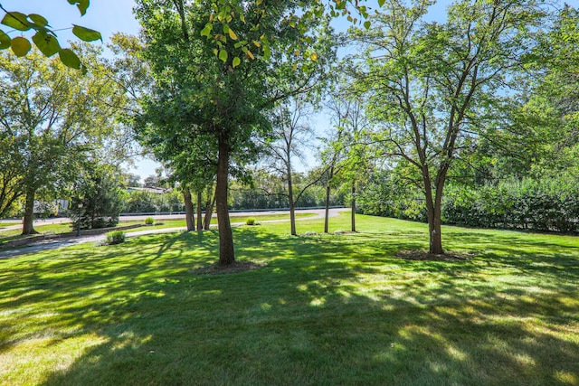 view of community with a yard