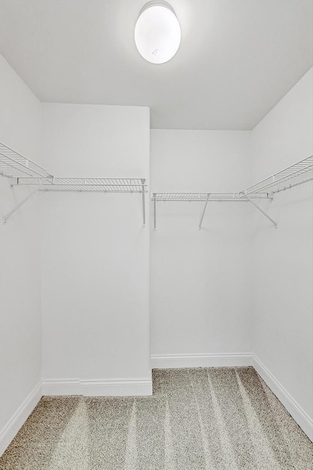 walk in closet with carpet flooring