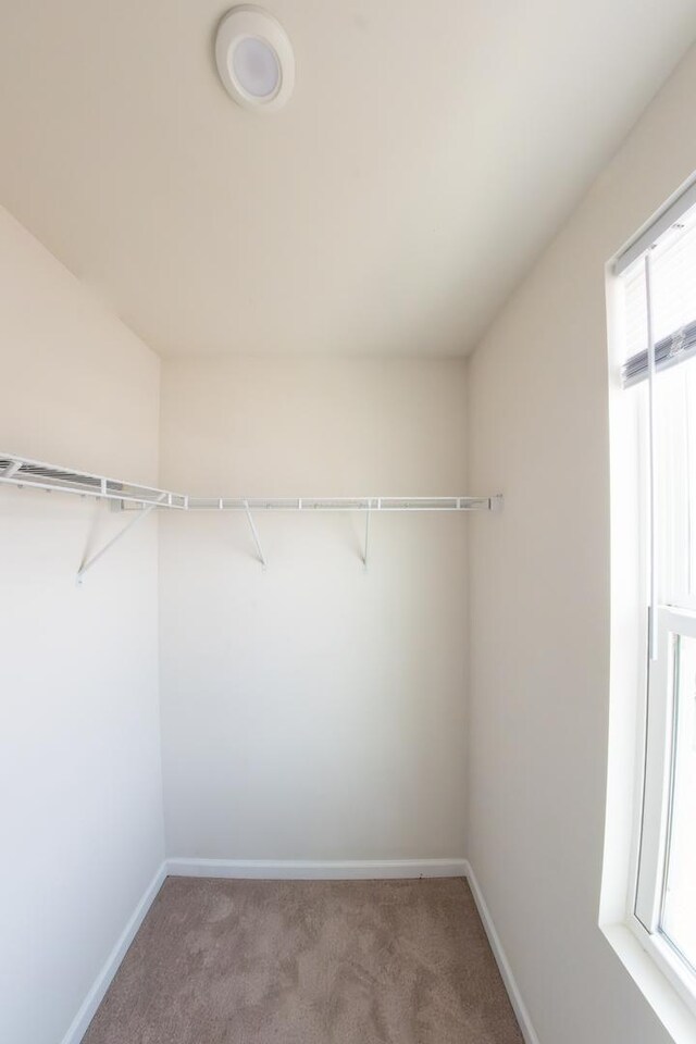 spacious closet featuring carpet floors