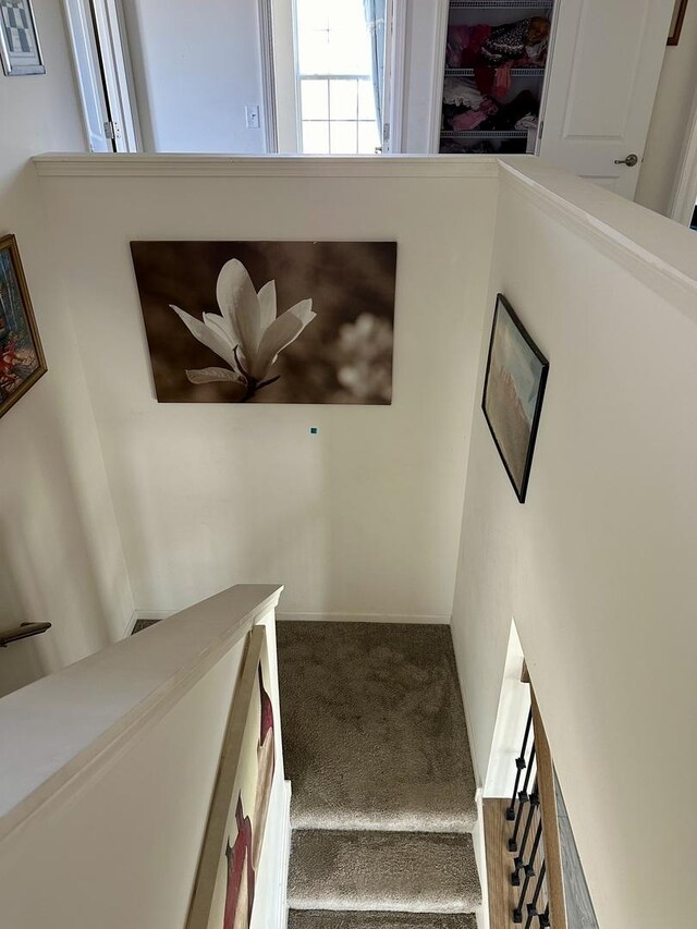 staircase with carpet