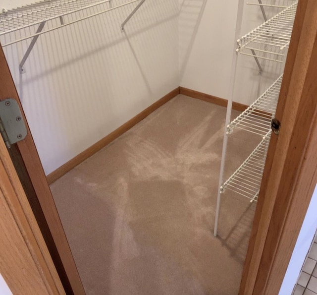 walk in closet with carpet floors