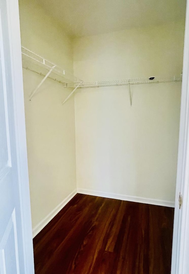 spacious closet featuring dark wood-type flooring