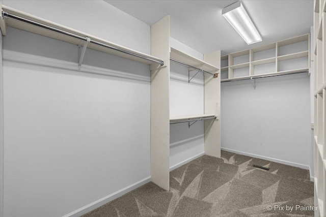 walk in closet with carpet flooring