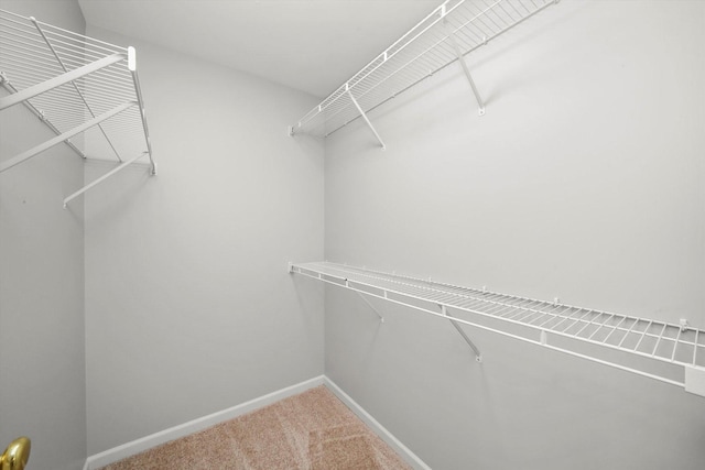walk in closet featuring carpet flooring