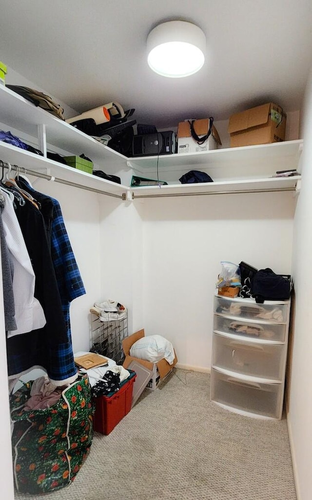 walk in closet featuring carpet flooring