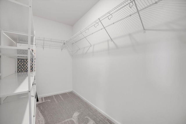 spacious closet with carpet flooring