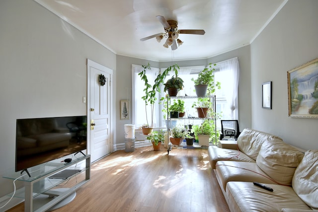 living room featuring a ceiling fan, crown molding, and wood finished floors