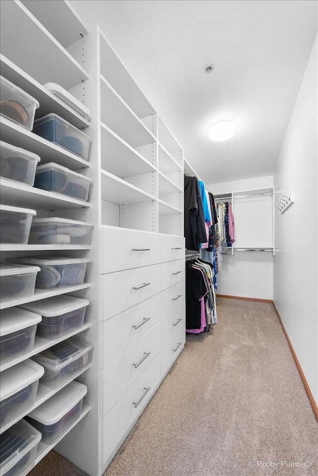 walk in closet featuring carpet flooring