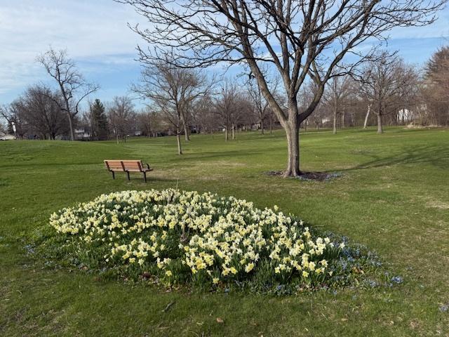 view of community with a lawn
