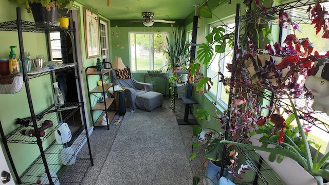 sunroom / solarium with carpet and ceiling fan