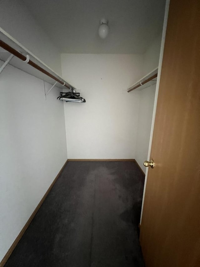 walk in closet featuring carpet flooring