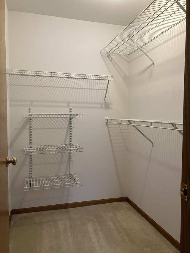 walk in closet featuring carpet