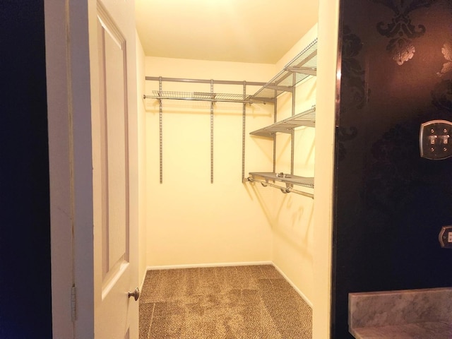 spacious closet featuring carpet flooring