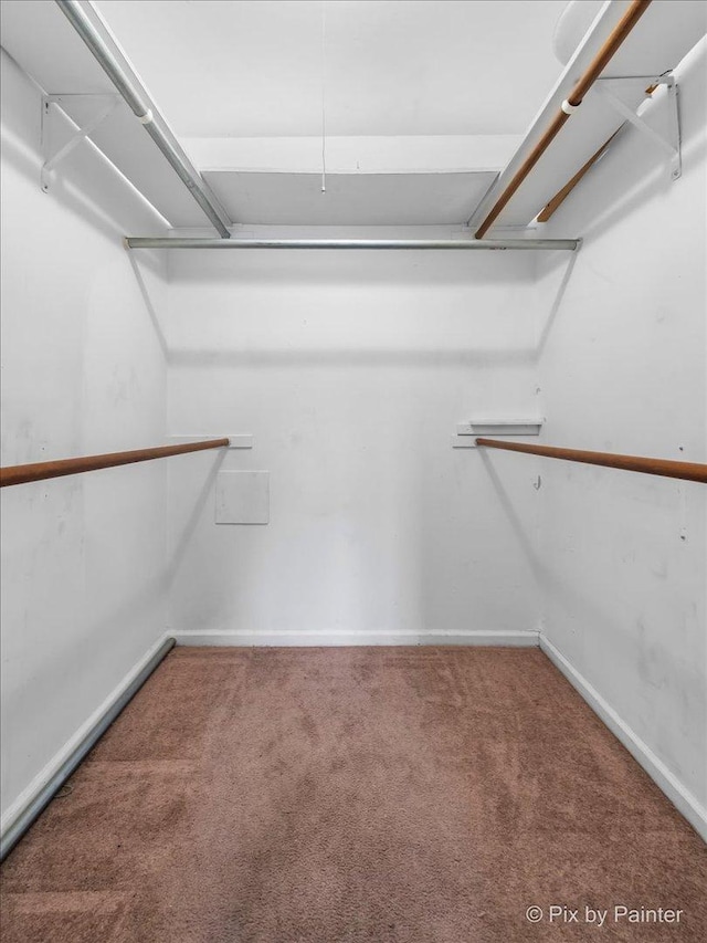 walk in closet featuring attic access and carpet