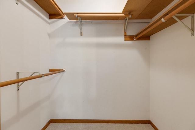 walk in closet featuring carpet flooring