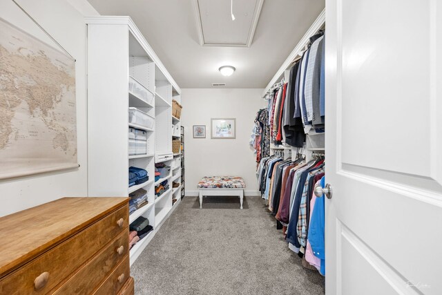 walk in closet featuring visible vents and carpet flooring