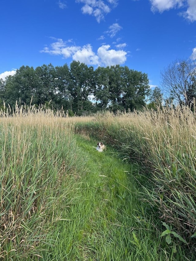 view of local wilderness