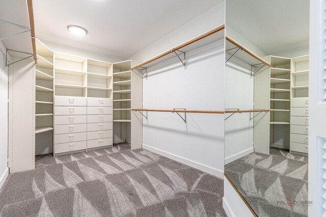 spacious closet featuring carpet flooring