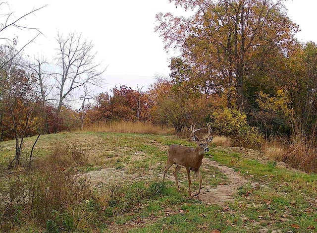 618 Princeton Rd, Depue, IL 61322 - view of yard